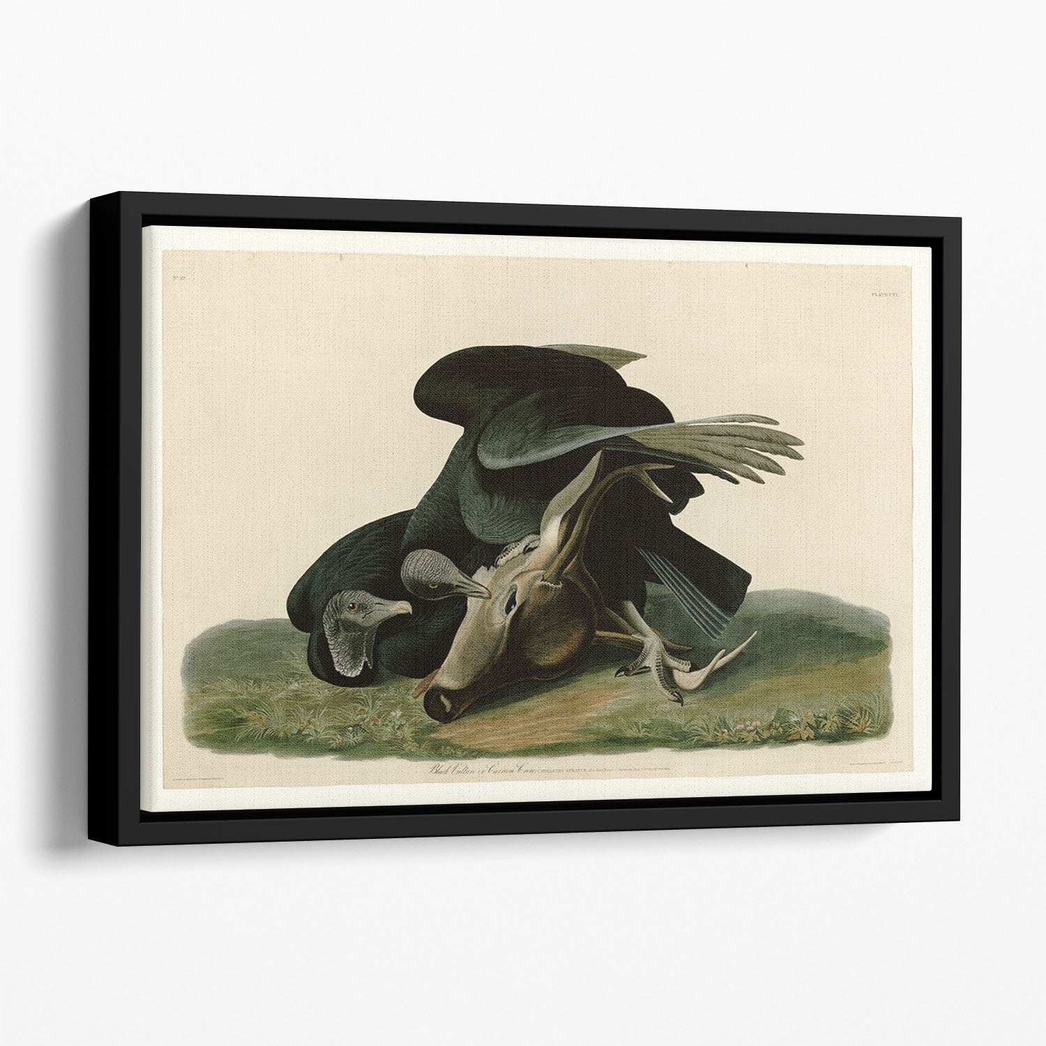 Black Vulture by Audubon Floating Framed Canvas