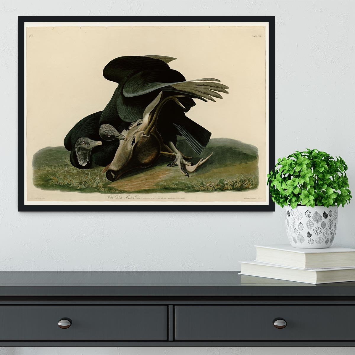 Black Vulture by Audubon Framed Print - Canvas Art Rocks - 2