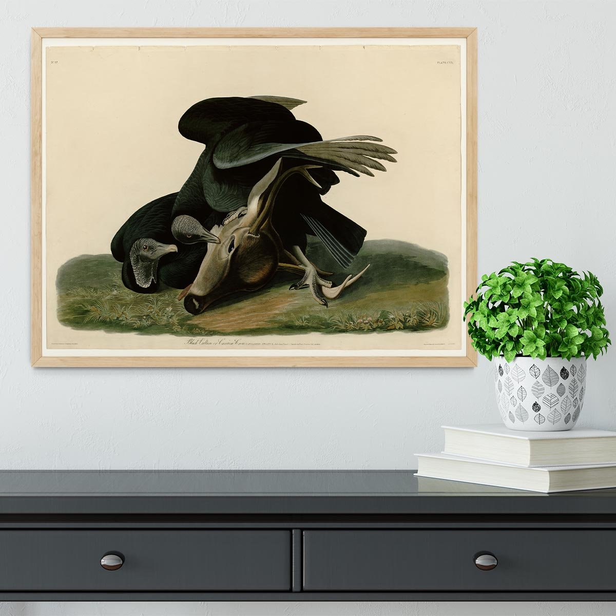 Black Vulture by Audubon Framed Print - Canvas Art Rocks - 4