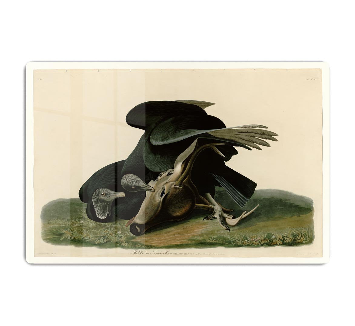 Black Vulture by Audubon HD Metal Print - Canvas Art Rocks - 1