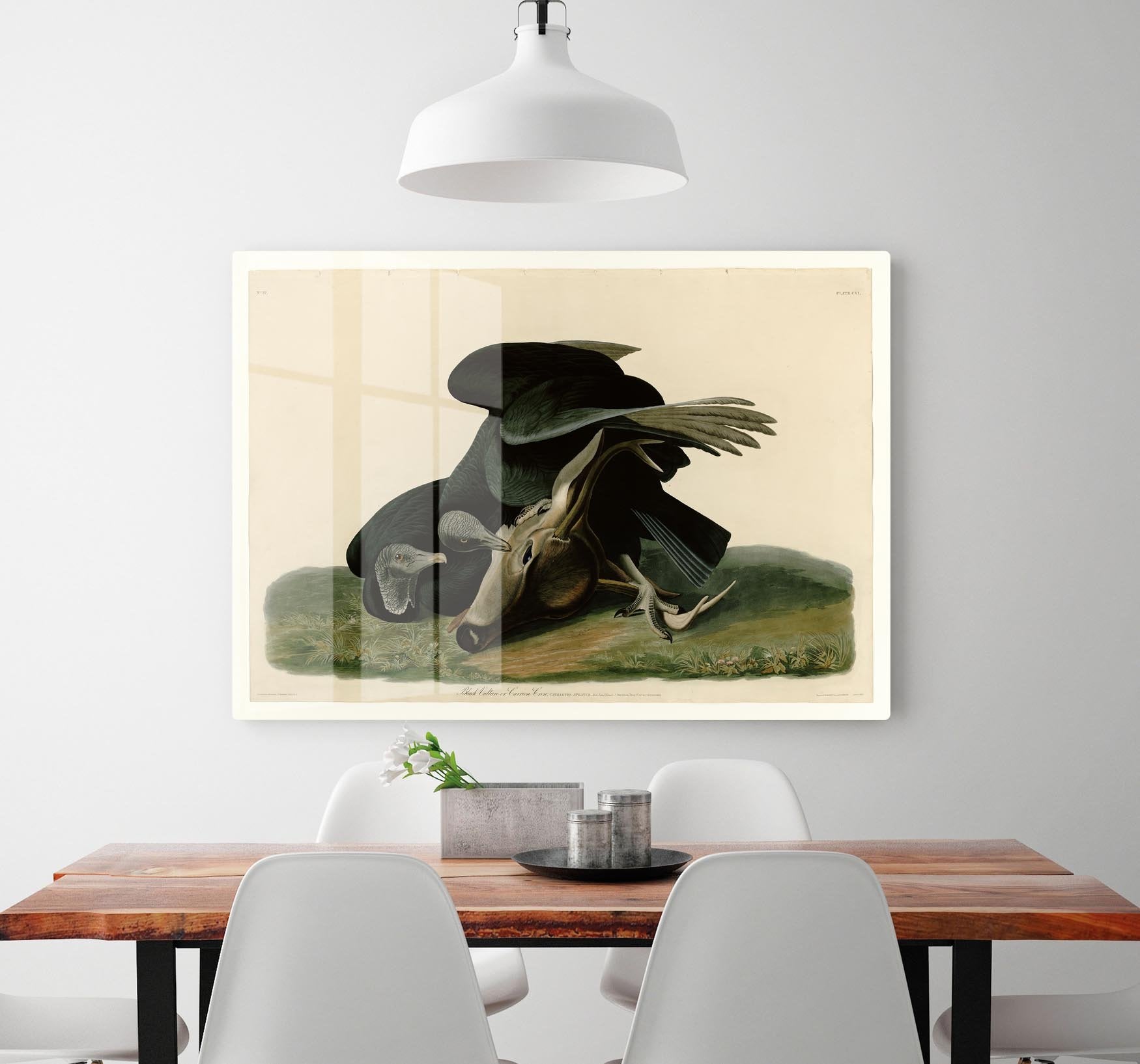Black Vulture by Audubon HD Metal Print - Canvas Art Rocks - 2
