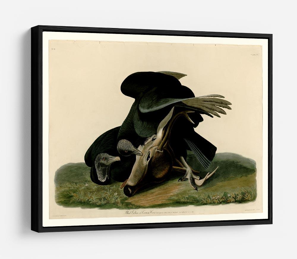 Black Vulture by Audubon HD Metal Print - Canvas Art Rocks - 6