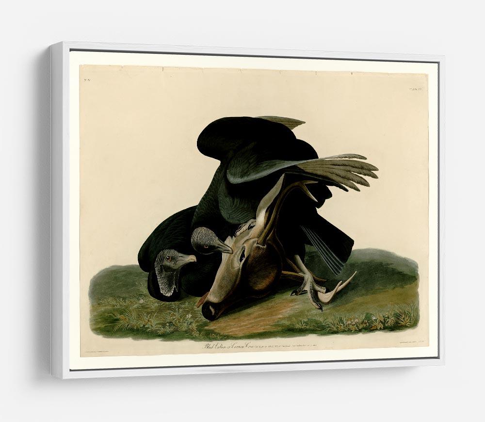Black Vulture by Audubon HD Metal Print - Canvas Art Rocks - 7