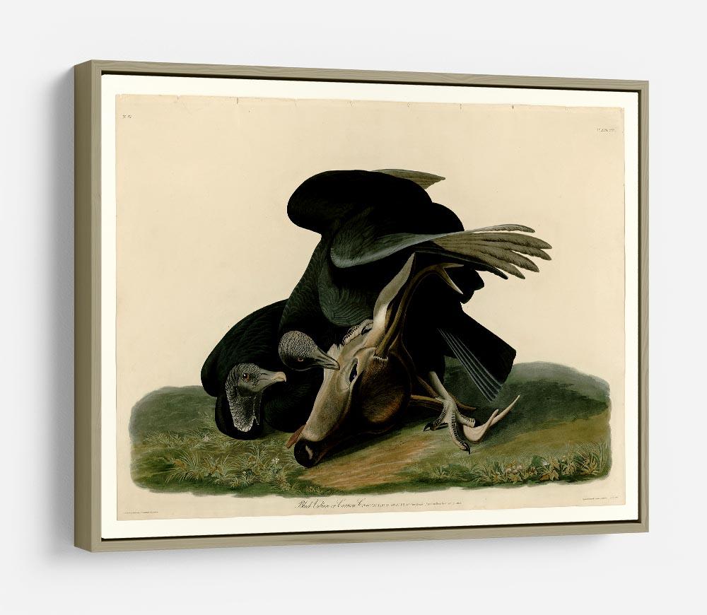 Black Vulture by Audubon HD Metal Print - Canvas Art Rocks - 8