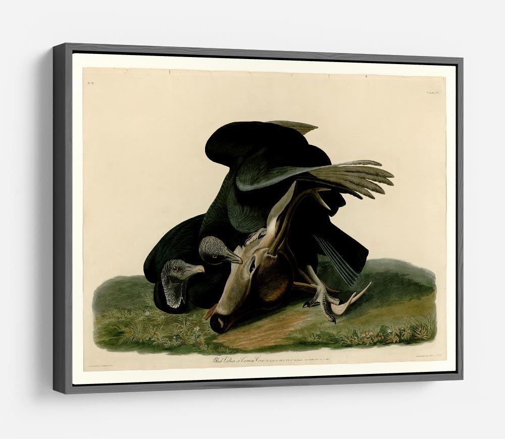 Black Vulture by Audubon HD Metal Print - Canvas Art Rocks - 9