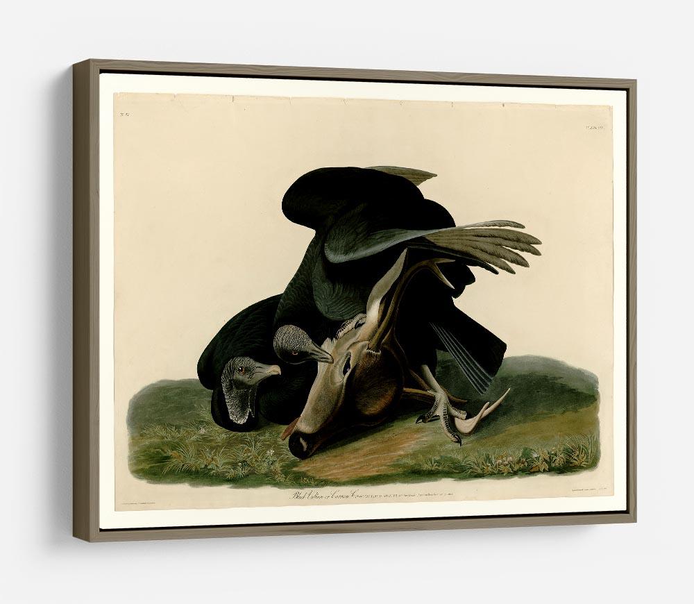 Black Vulture by Audubon HD Metal Print - Canvas Art Rocks - 10