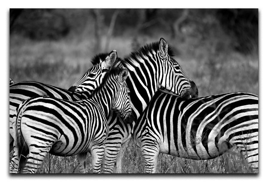 Black and White Zebra Print - Canvas Art Rocks - 1