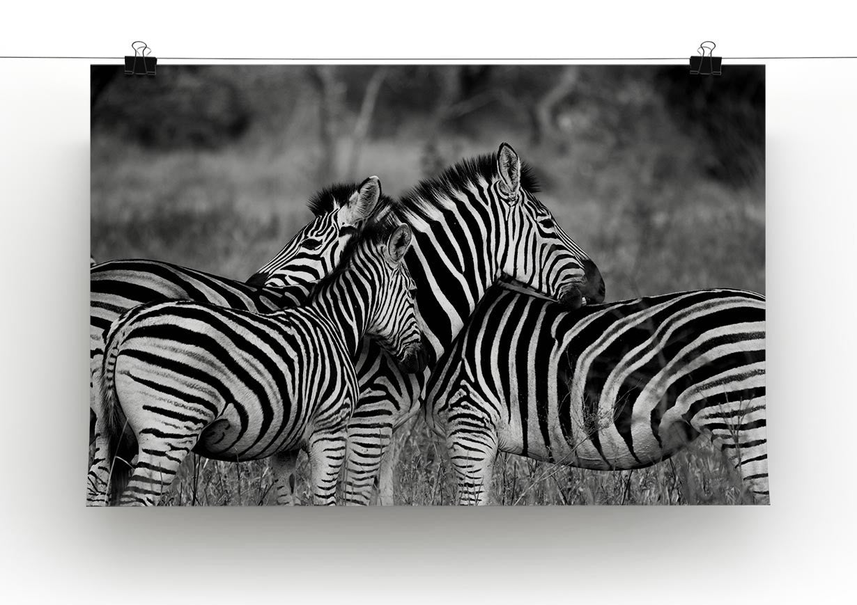 Black and White Zebra Print - Canvas Art Rocks - 2