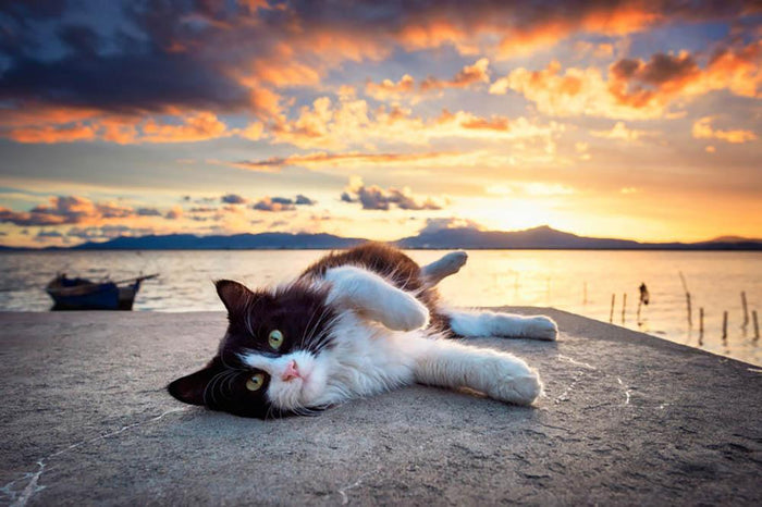 Black and white cat lying under a dramatic sunset on the lagoon Wall Mural Wallpaper