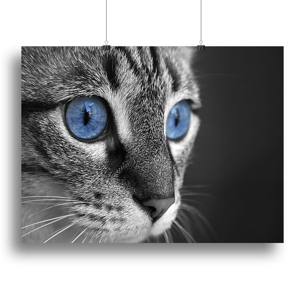 Black and white close up of cat with deep blue eyes Canvas Print or Poster