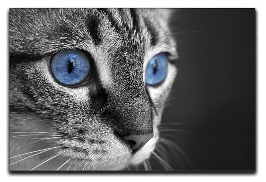 Black and white close up of cat with deep blue eyes Canvas Print or Poster - Canvas Art Rocks - 1