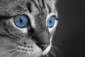 Black and white close up of cat with deep blue eyes Wall Mural Wallpaper - Canvas Art Rocks - 1