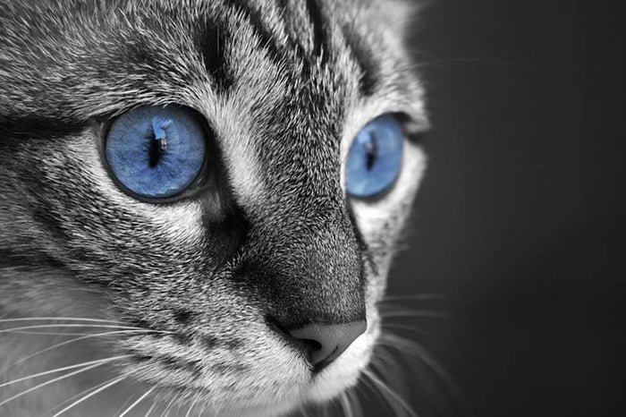 Black and white close up of cat with deep blue eyes Wall Mural Wallpaper
