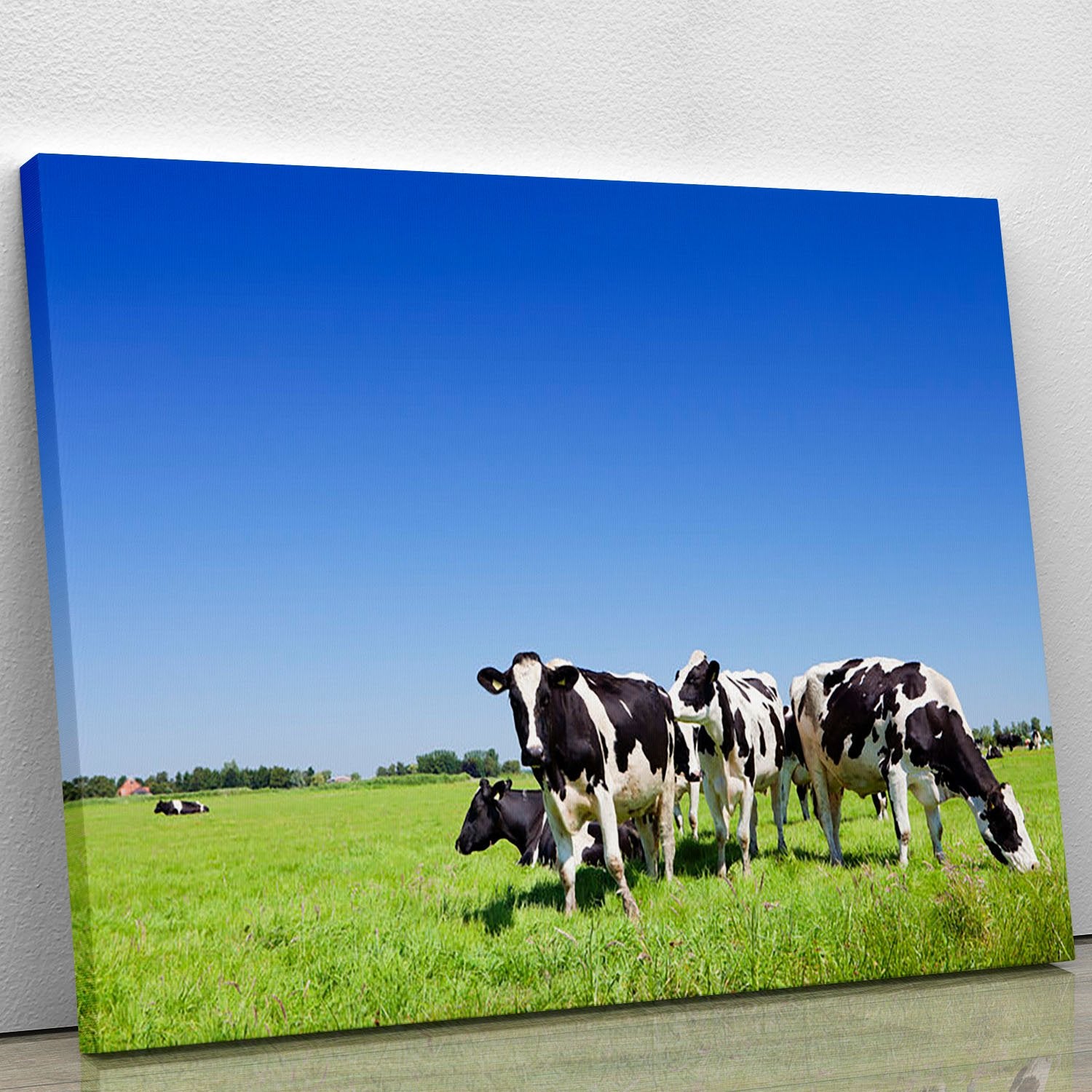 Black and white cows Canvas Print or Poster