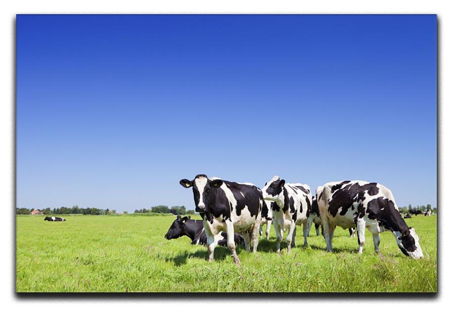 Black and white cows Canvas Print or Poster - Canvas Art Rocks - 1