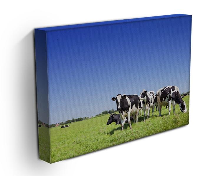 Black and white cows Canvas Print or Poster - Canvas Art Rocks - 3