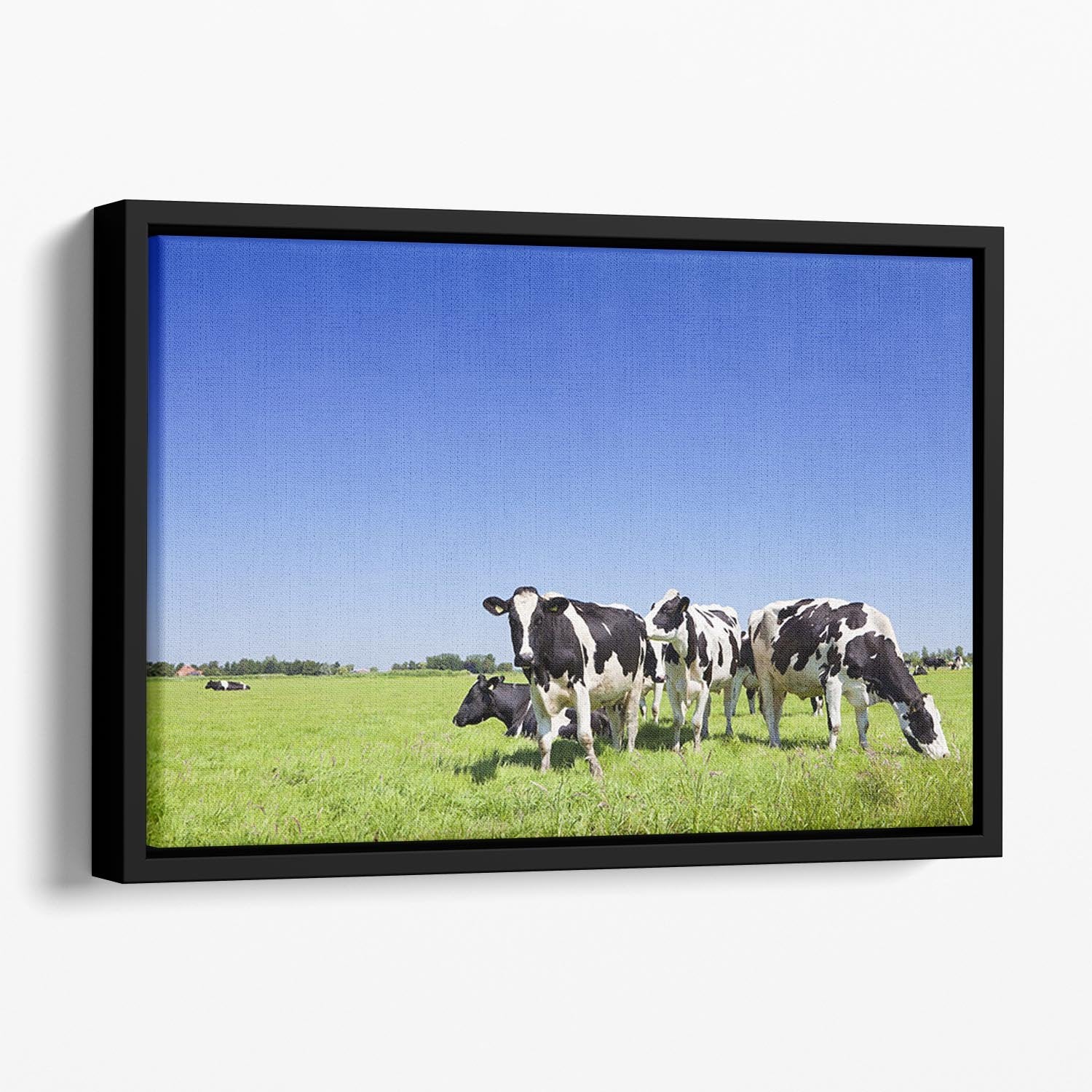 Black and white cows Floating Framed Canvas - Canvas Art Rocks - 1