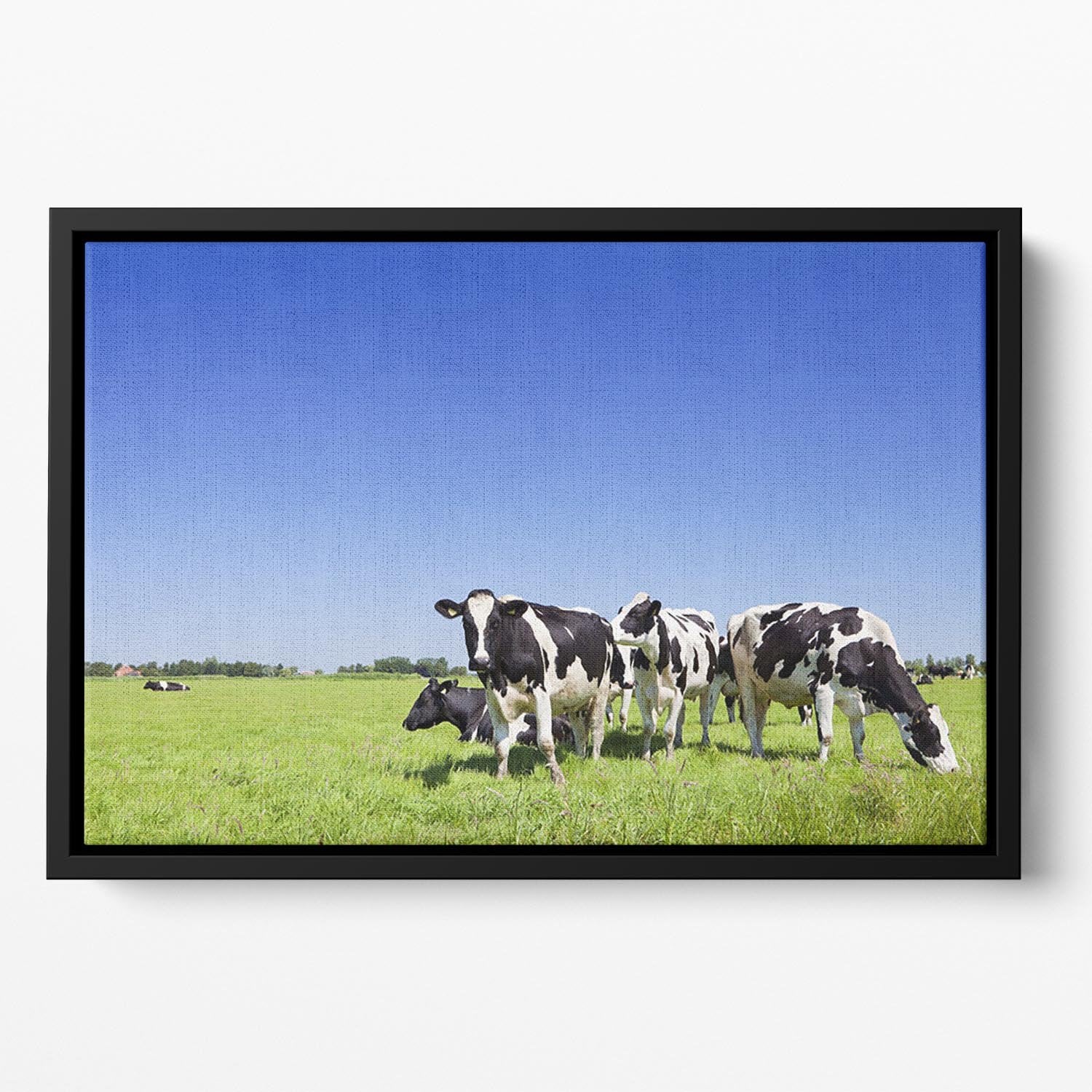 Black and white cows Floating Framed Canvas - Canvas Art Rocks - 2