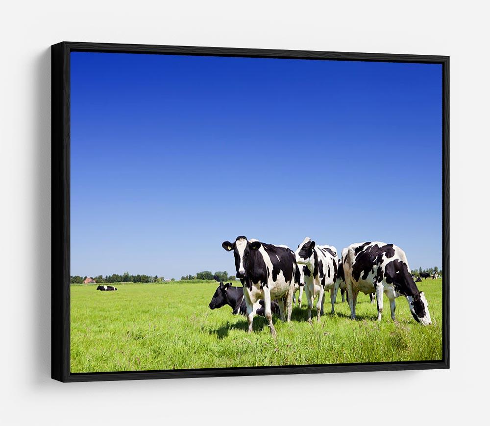 Black and white cows HD Metal Print - Canvas Art Rocks - 6
