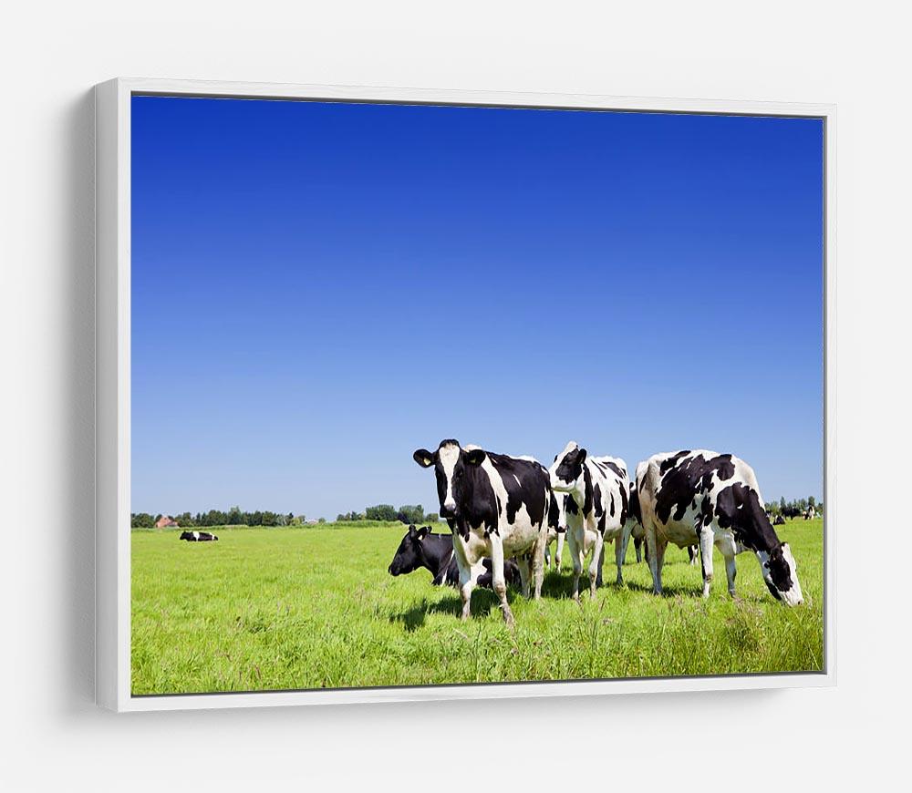 Black and white cows HD Metal Print - Canvas Art Rocks - 7