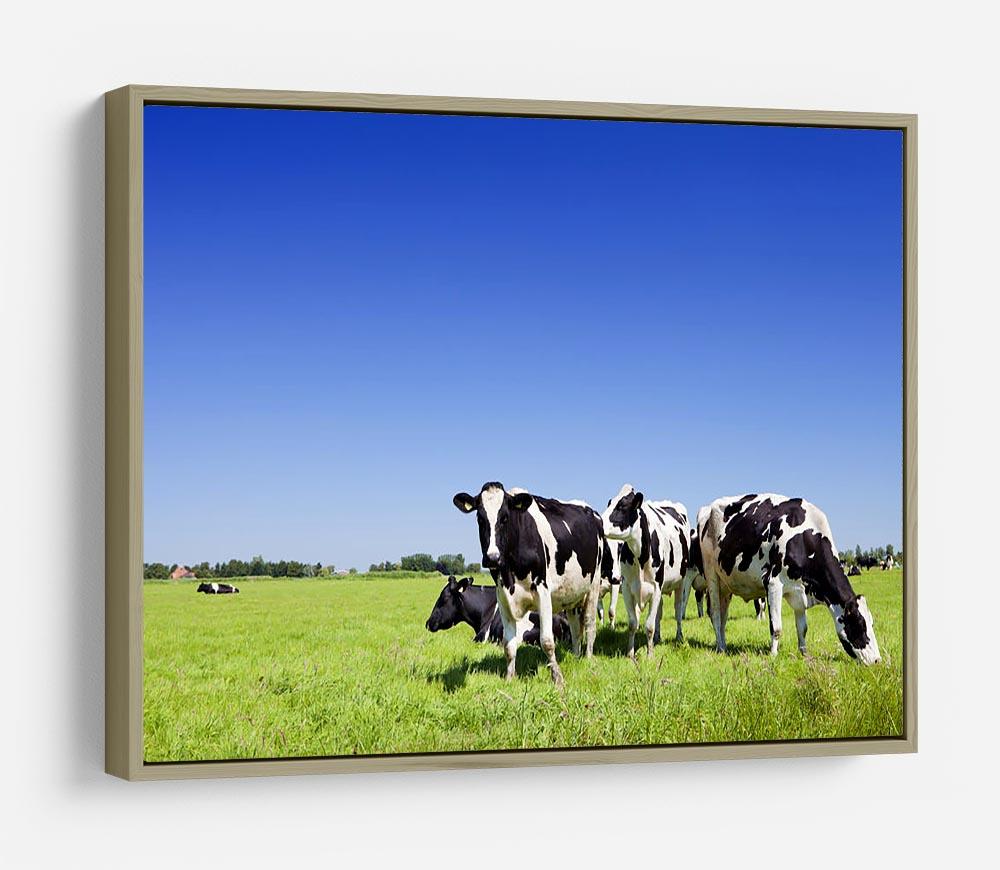 Black and white cows HD Metal Print - Canvas Art Rocks - 8