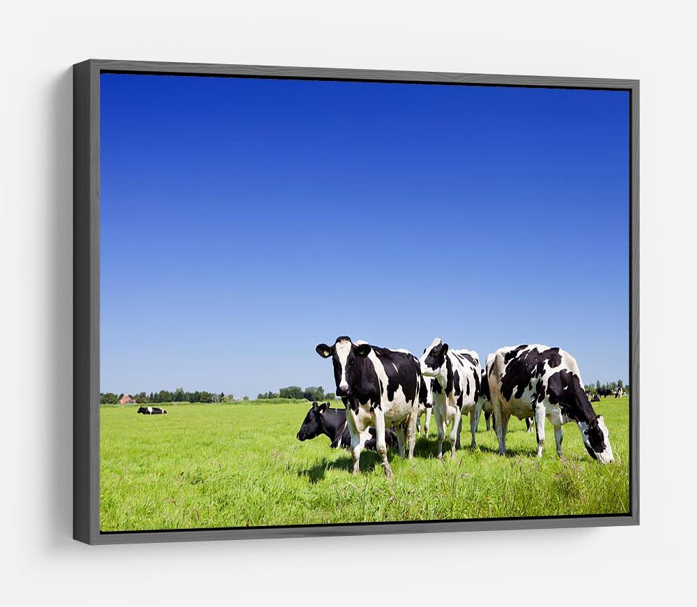 Black and white cows HD Metal Print - Canvas Art Rocks - 9