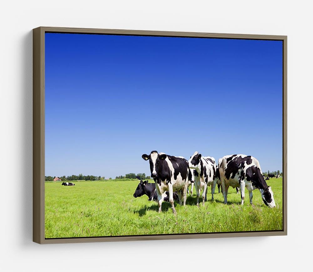Black and white cows HD Metal Print - Canvas Art Rocks - 10