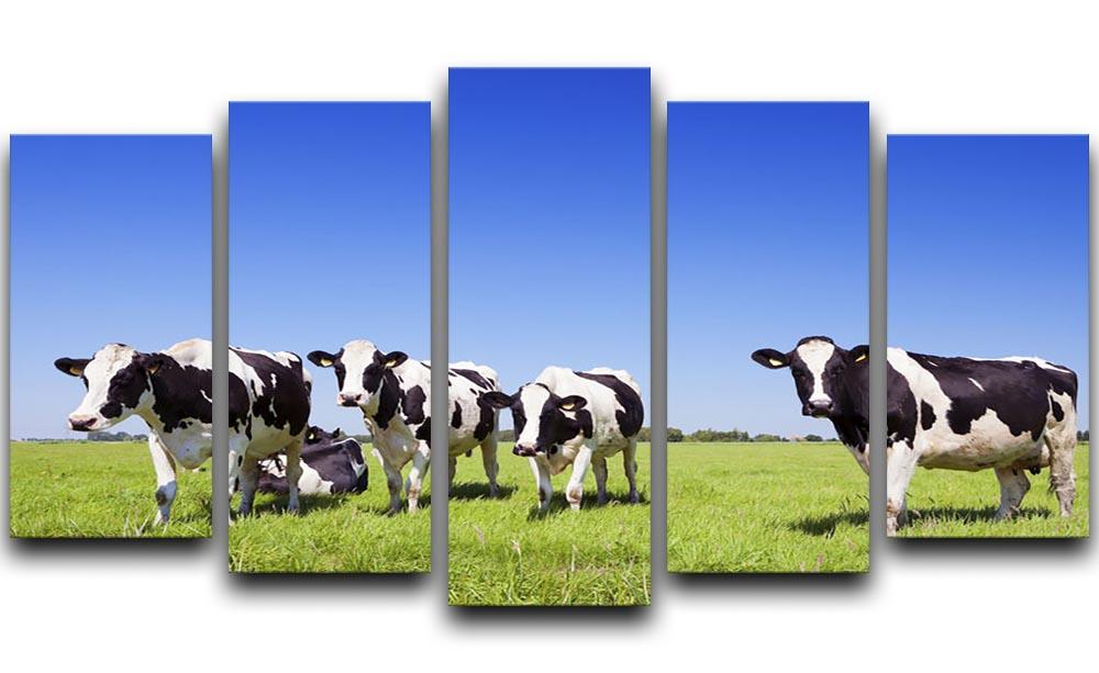 Black and white cows in a grassy field 5 Split Panel Canvas - Canvas Art Rocks - 1