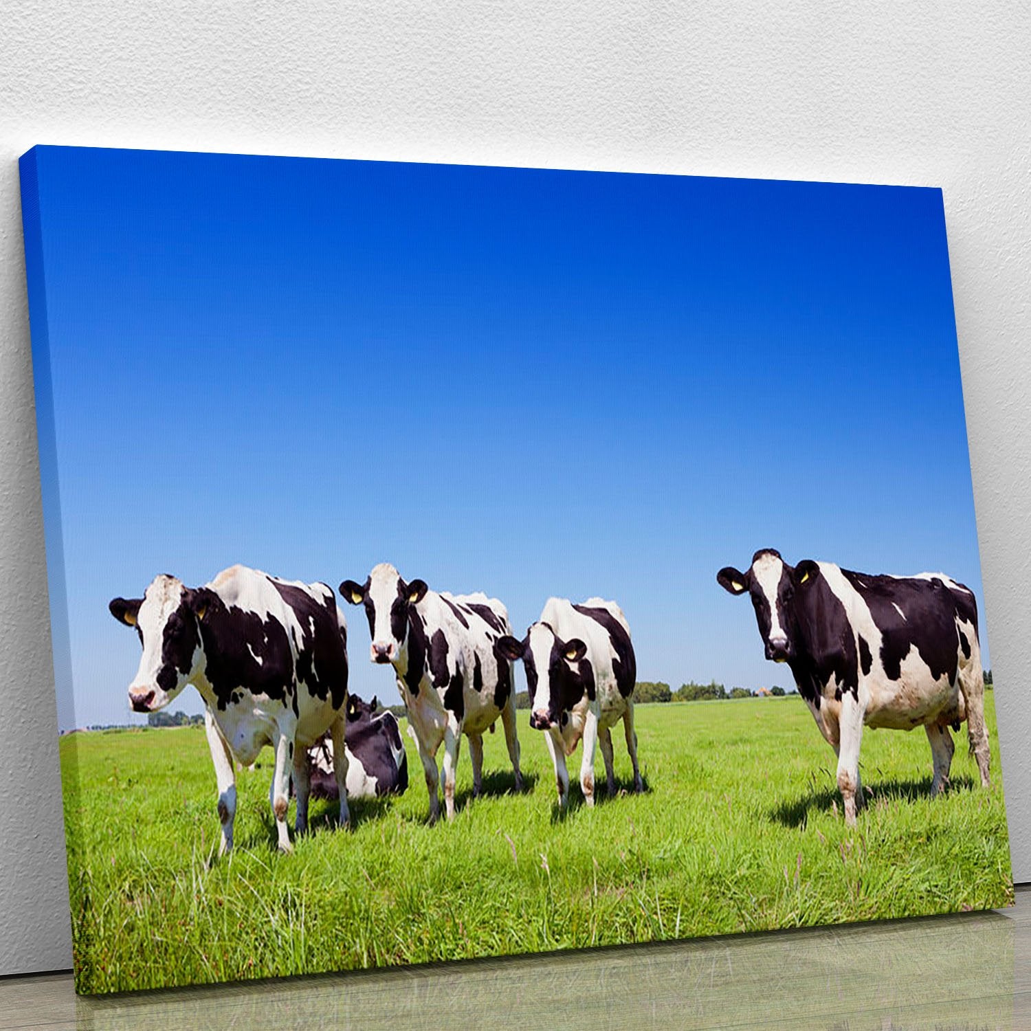 Black and white cows in a grassy field Canvas Print or Poster