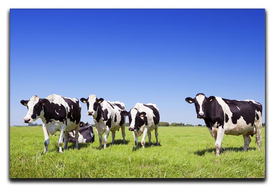 Black and white cows in a grassy field Canvas Print or Poster - Canvas Art Rocks - 1