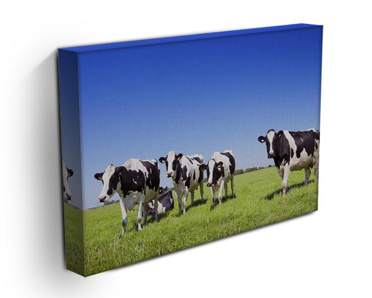 Black and white cows in a grassy field Canvas Print or Poster - Canvas Art Rocks - 3