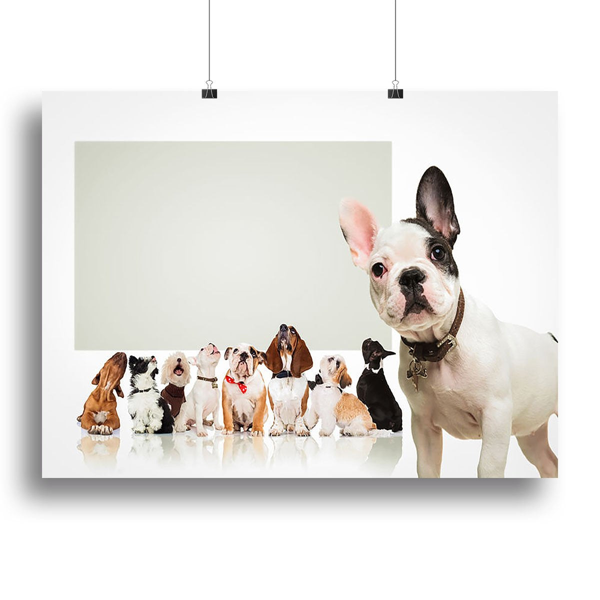 Black and white french bulldog puppy Canvas Print or Poster