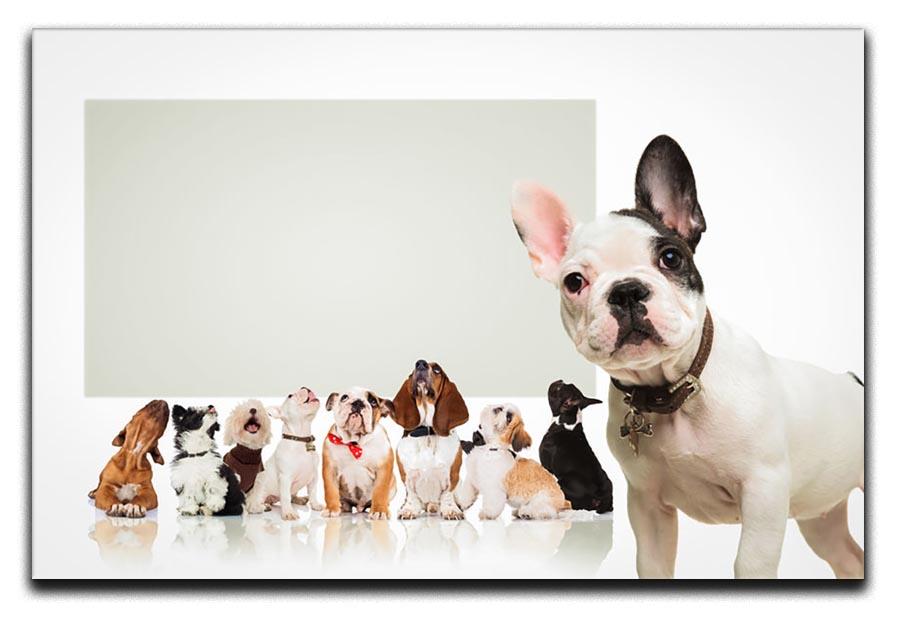 Black and white french bulldog puppy Canvas Print or Poster - Canvas Art Rocks - 1