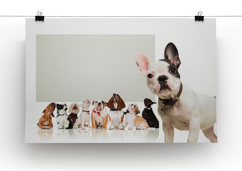 Black and white french bulldog puppy Canvas Print or Poster - Canvas Art Rocks - 2