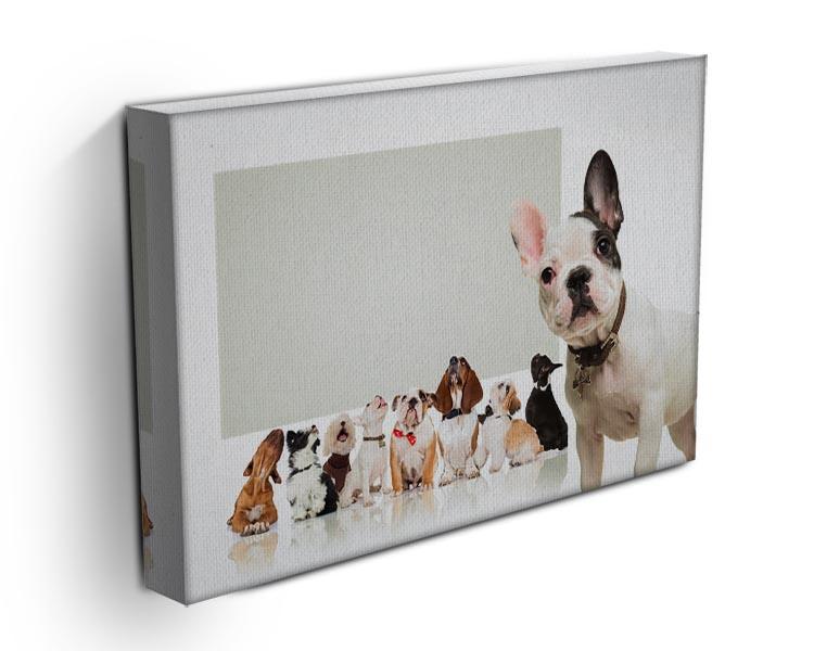 Black and white french bulldog puppy Canvas Print or Poster - Canvas Art Rocks - 3