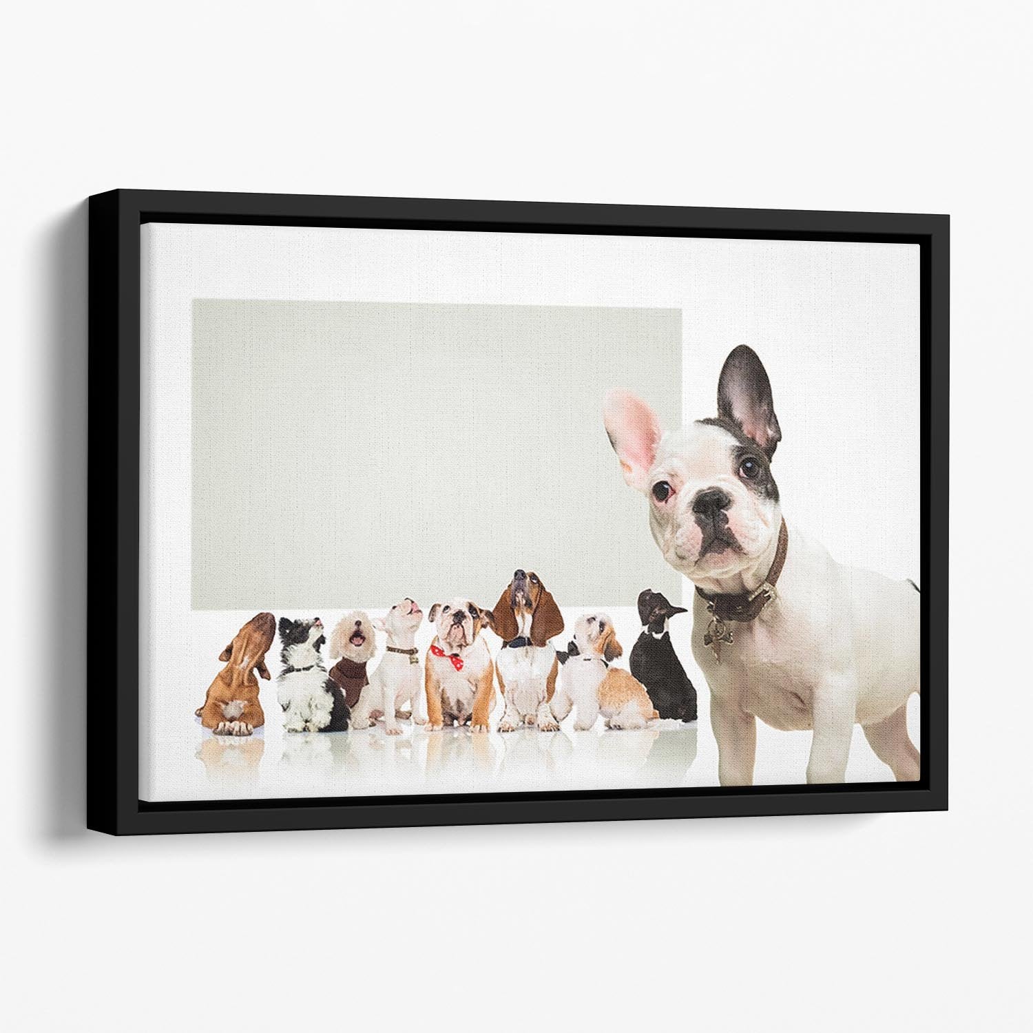 Black and white french bulldog puppy Floating Framed Canvas - Canvas Art Rocks - 1