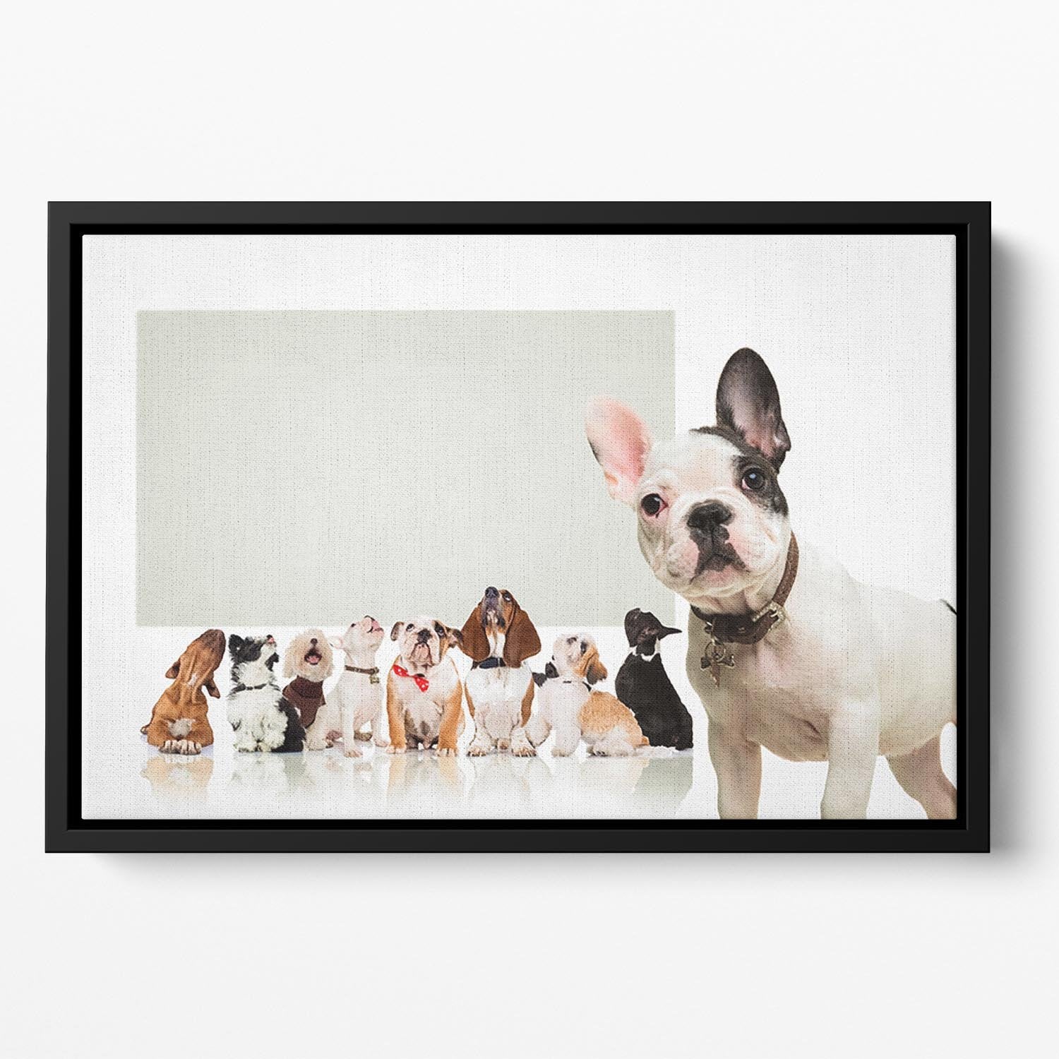 Black and white french bulldog puppy Floating Framed Canvas - Canvas Art Rocks - 2