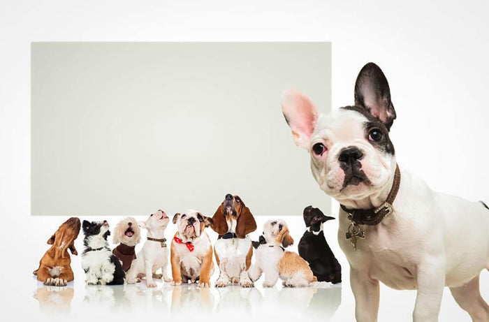 Black and white french bulldog puppy Wall Mural Wallpaper