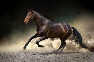 Black horse run gallop in dust desert Wall Mural Wallpaper - Canvas Art Rocks - 1