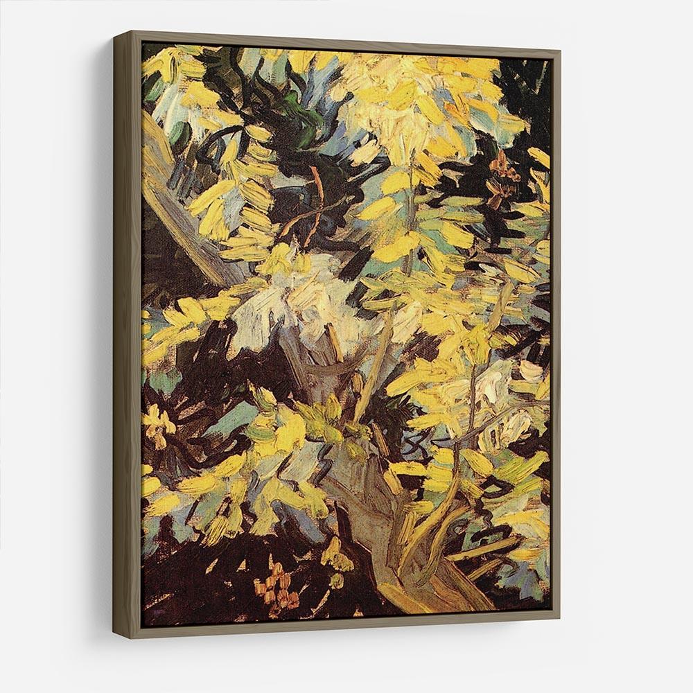 Blossoming Acacia Branches by Van Gogh HD Metal Print