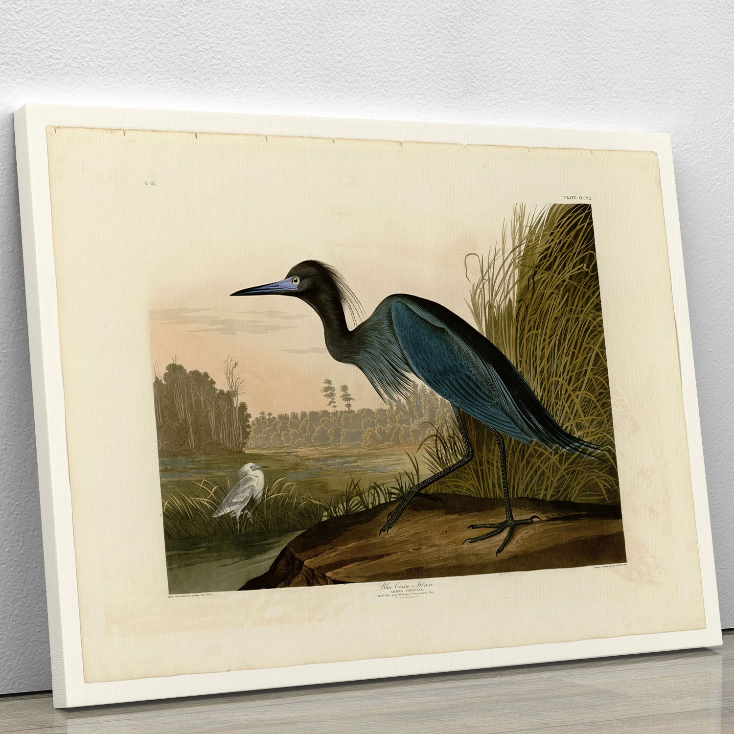 Blue Crane by Audubon Canvas Print or Poster