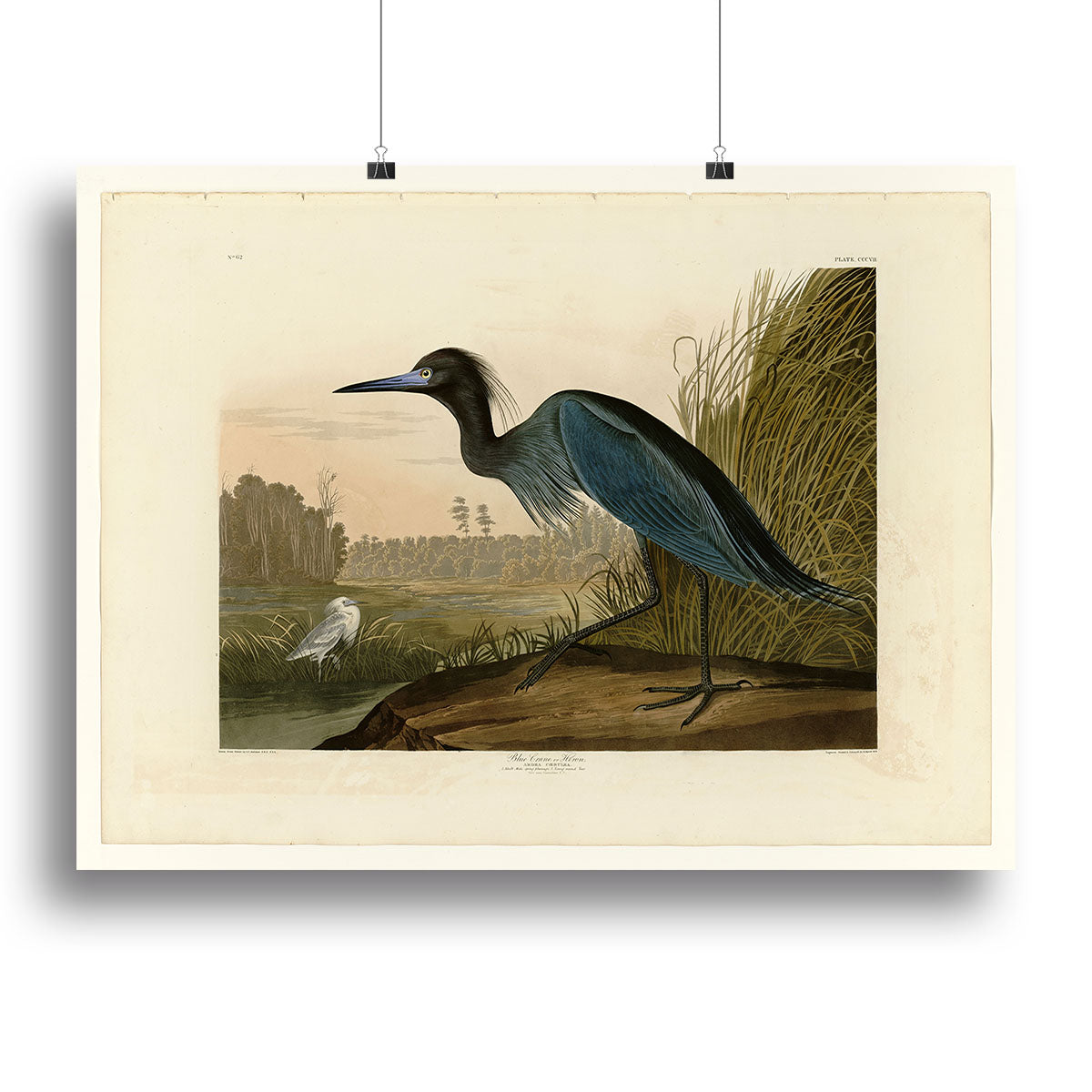 Blue Crane by Audubon Canvas Print or Poster - Canvas Art Rocks - 2