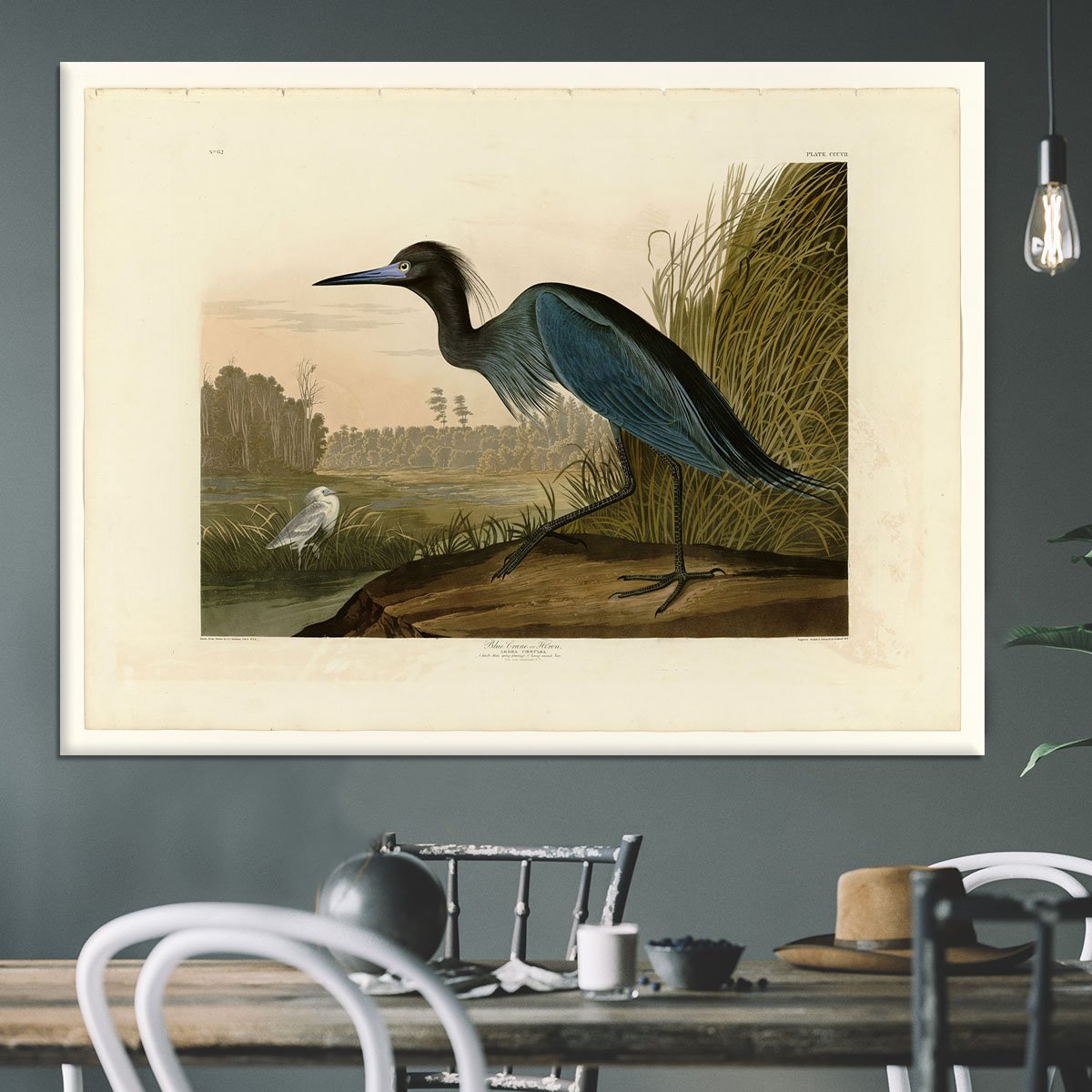 Blue Crane by Audubon Canvas Print or Poster