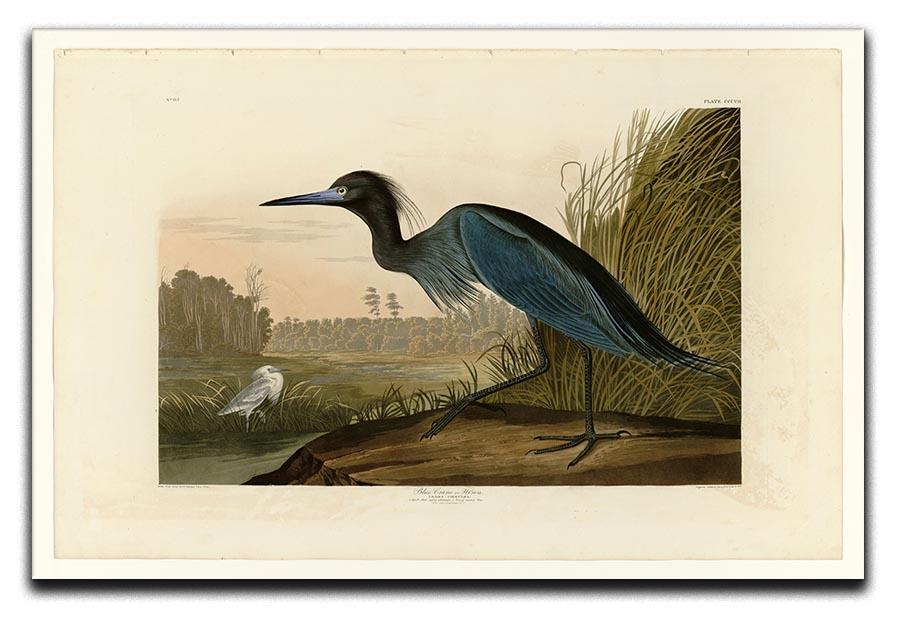 Blue Crane by Audubon Canvas Print or Poster - Canvas Art Rocks - 1