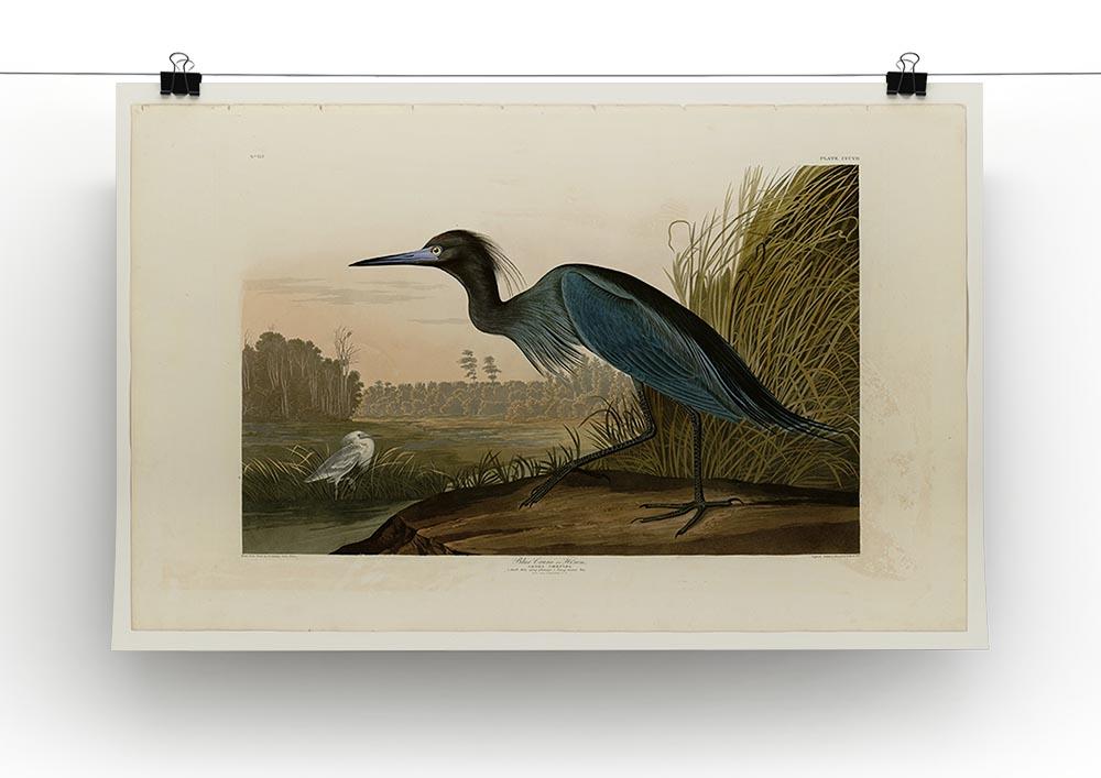 Blue Crane by Audubon Canvas Print or Poster - Canvas Art Rocks - 2