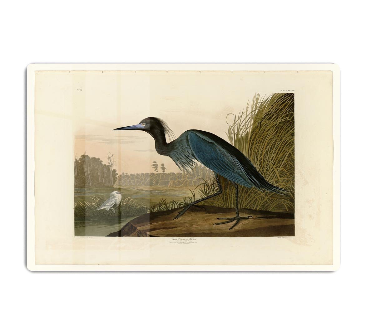 Blue Crane by Audubon HD Metal Print - Canvas Art Rocks - 1