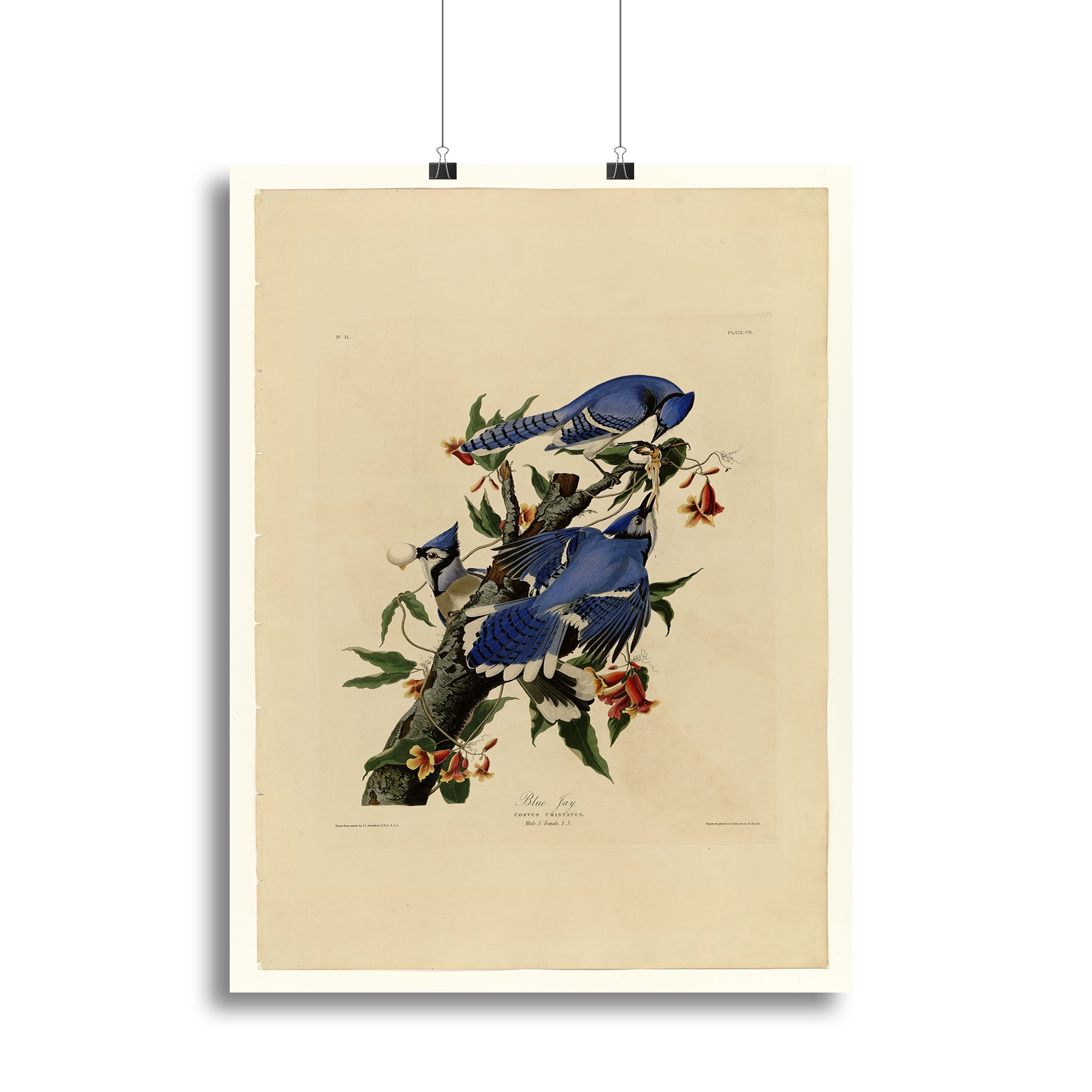 Blue Jay by Audubon Canvas Print or Poster