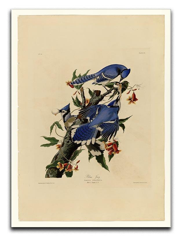 Blue Jay by Audubon Canvas Print or Poster - Canvas Art Rocks - 1