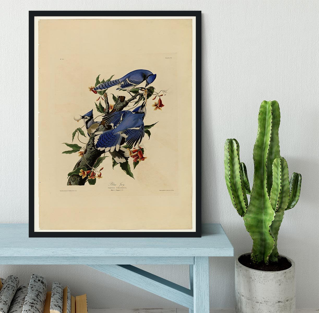 Blue Jay by Audubon Framed Print - Canvas Art Rocks - 2
