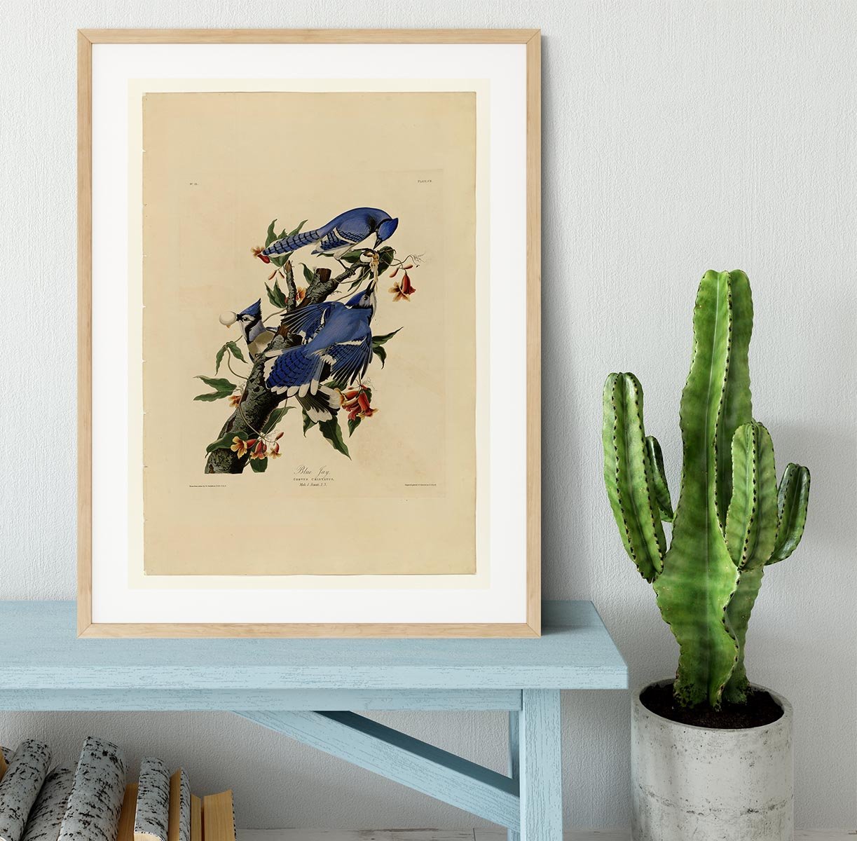Blue Jay by Audubon Framed Print - Canvas Art Rocks - 3